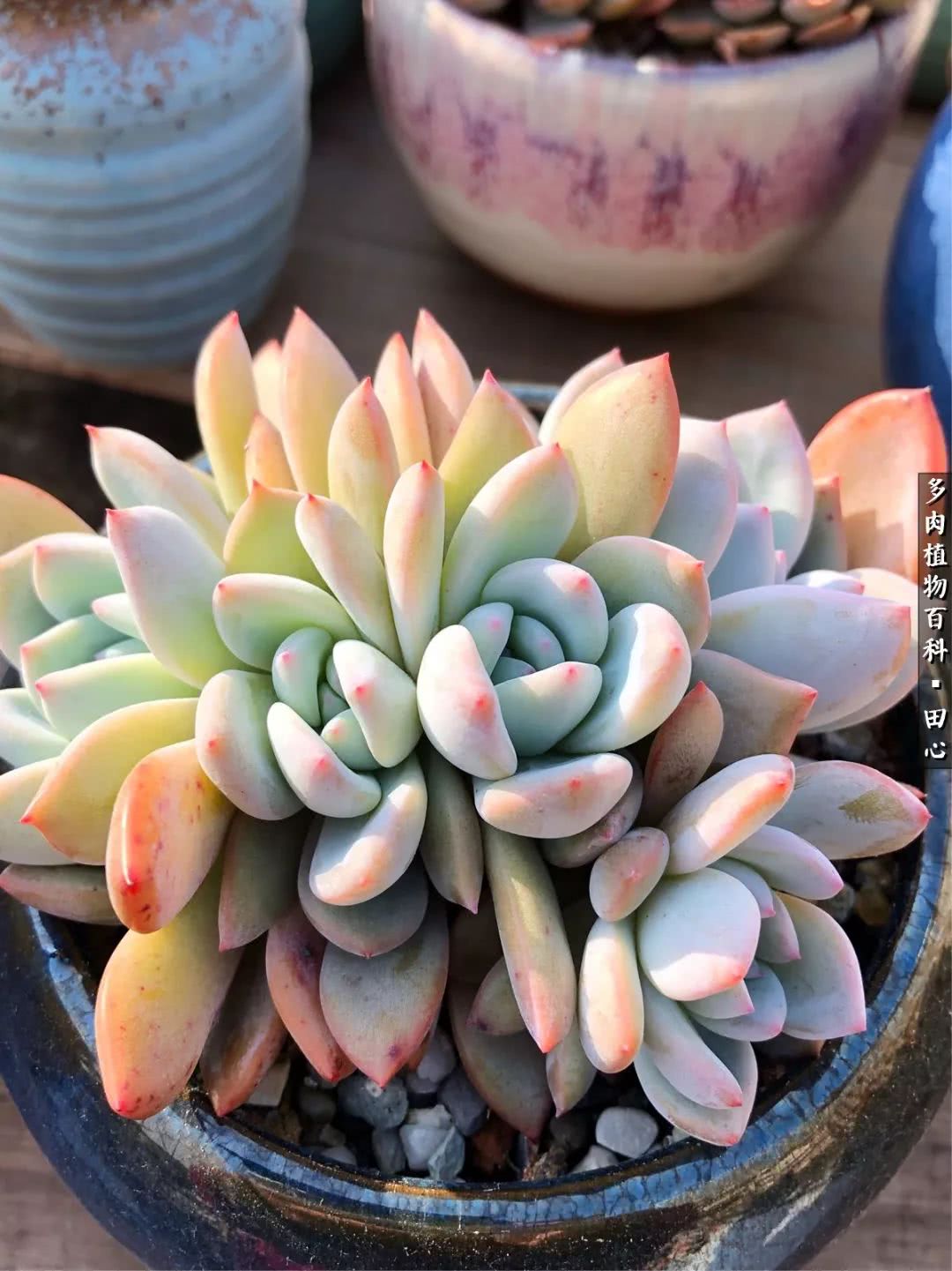 美肉再一次袭来，惊艳了时光，温柔了岁月！