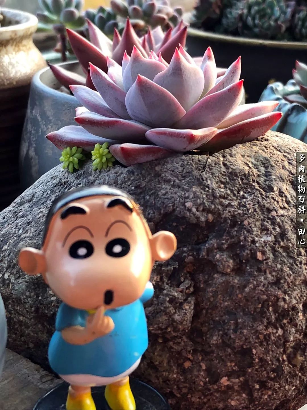 美肉再一次袭来，惊艳了时光，温柔了岁月！