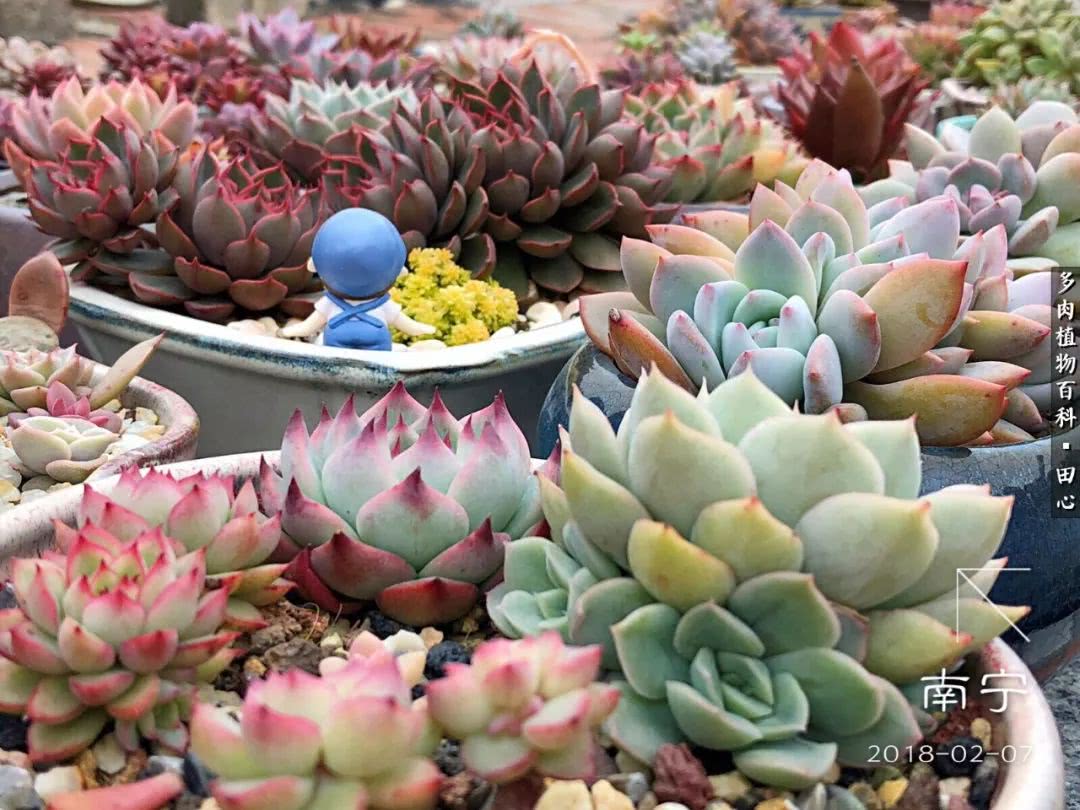 美肉再一次袭来，惊艳了时光，温柔了岁月！