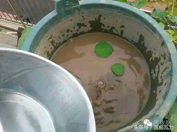 碗莲的种植方法水培碗莲,碗莲种子种植方法和注意事项图片