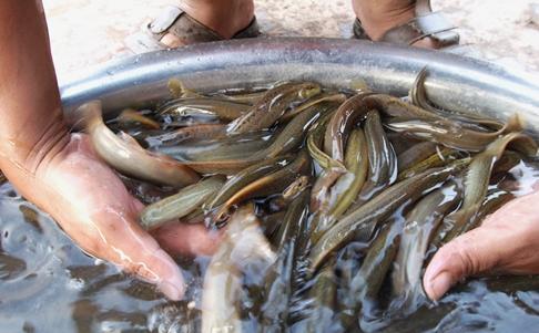 泥鳅的养殖方法及市场前景分析,泥鳅养殖技术泥鳅多少钱一斤