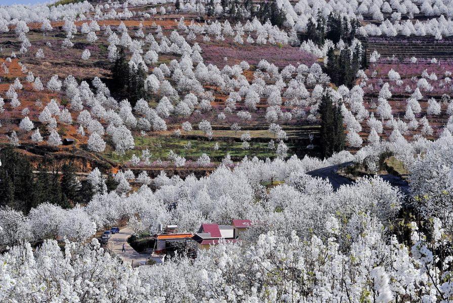 春花烂漫美景开怀,春花烂漫惹人醉满城尽带百花香