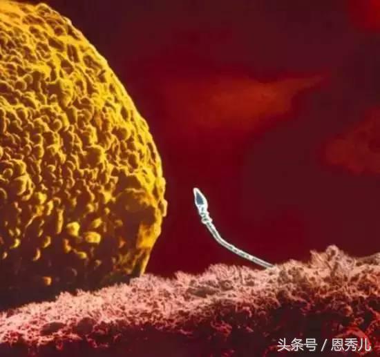 摄影大师花费10年，用镜头记录精子与卵子结合并发育成长的过程！