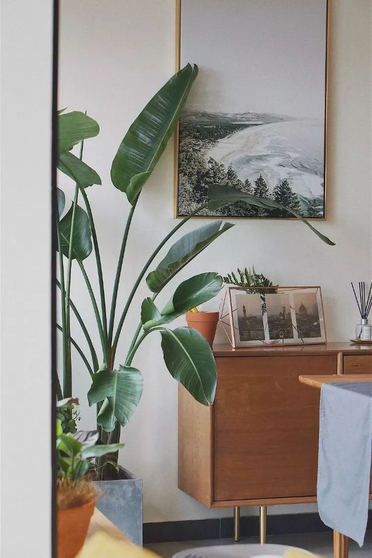 Mu指南|7种家居风格与完美植物搭配