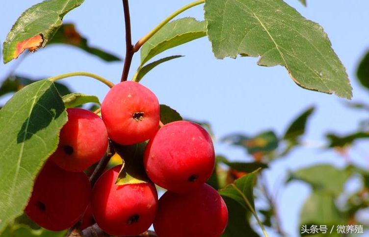 2108年农民创业致富项目推荐-海红果种植,是科学,不是*局骗**