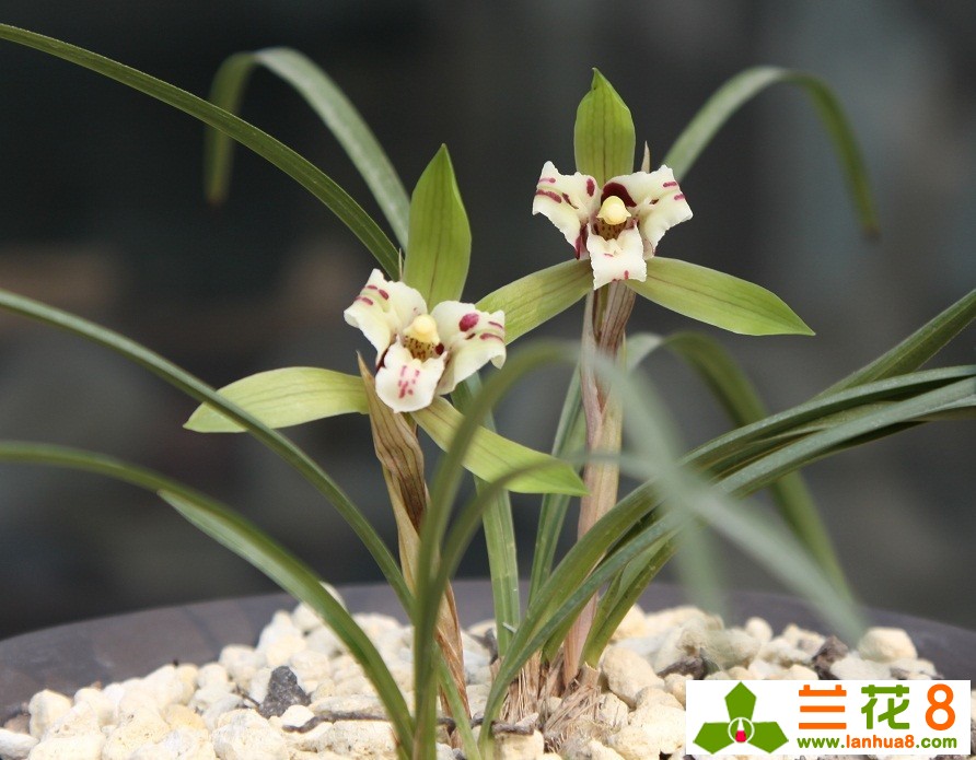 兰花什么品种叶片好看,从叶型上如何鉴别兰花品种