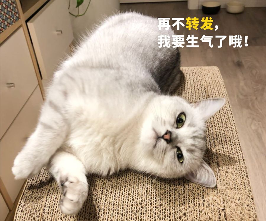 初代网红的圈粉之路,有谁还记得第一代的网红鼻祖