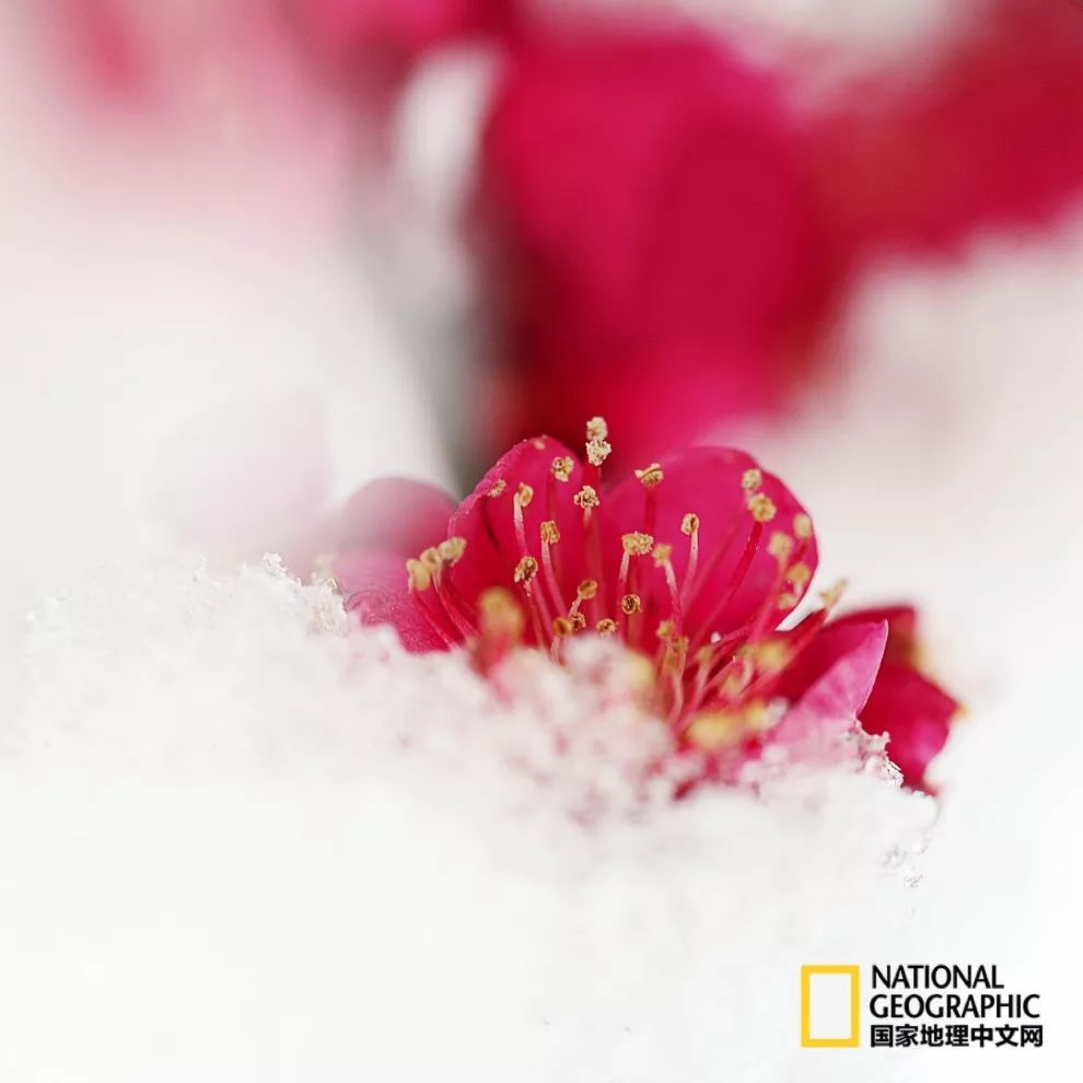 错过需再等一年!来南京看万株梅花海“淡粉宫妆”!