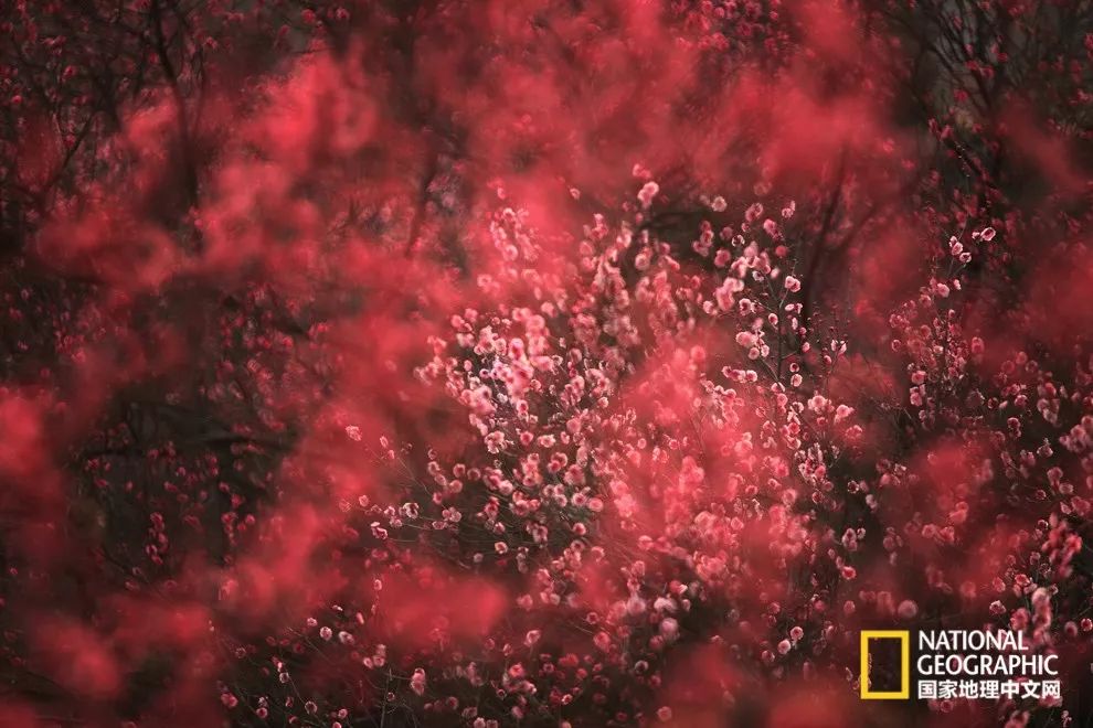 错过需再等一年!来南京看万株梅花海“淡粉宫妆”!