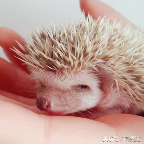 饲养宠物刺猬需要注意什么？这些你应该知道！