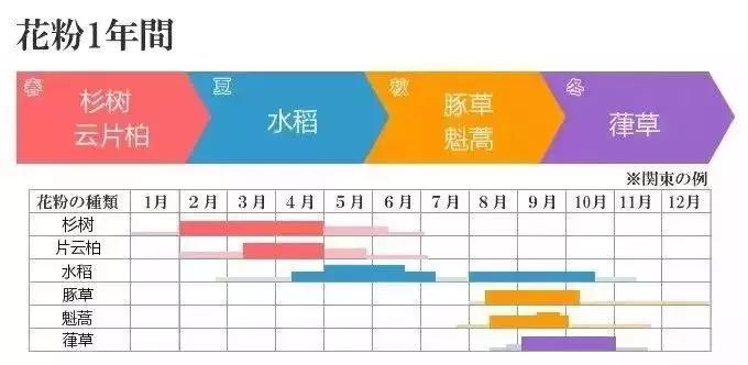 日本花粉症为什么这么多,日本花粉症克星终于找到了