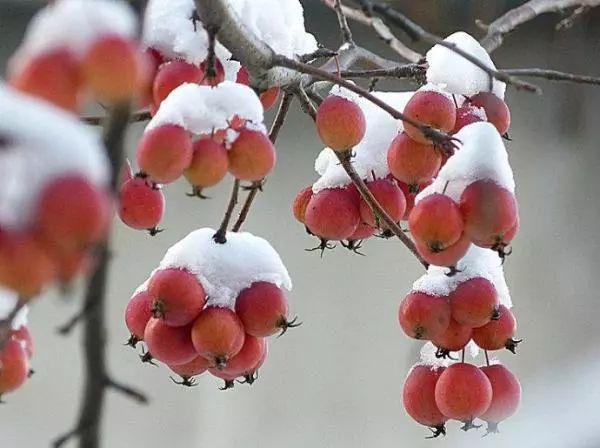 排解深夜的寂寞，只需一点海棠果就能做到
