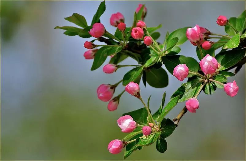 排解深夜的寂寞，只需一点海棠果就能做到