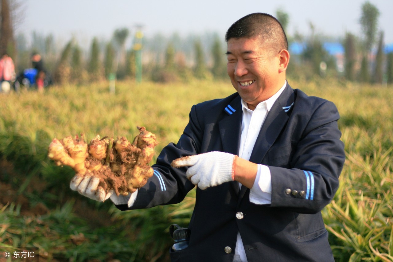 种姜遇到病害怎么办,大姜枯萎是什么原因