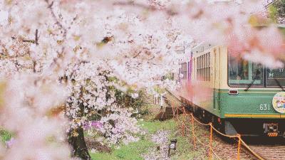 重磅日本签证失效何时恢复,去日本看樱花需要办签证吗