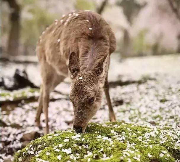 重磅日本签证失效何时恢复,去日本看樱花需要办签证吗