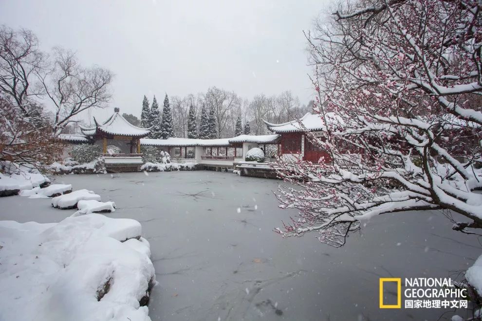 错过需再等一年!来南京看万株梅花海“淡粉宫妆”!