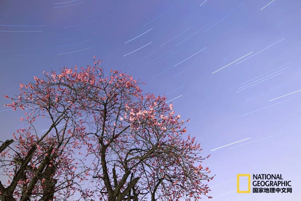 错过需再等一年!来南京看万株梅花海“淡粉宫妆”!