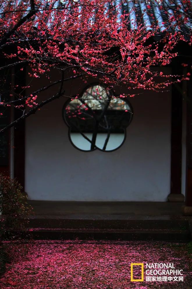 错过需再等一年!来南京看万株梅花海“淡粉宫妆”!