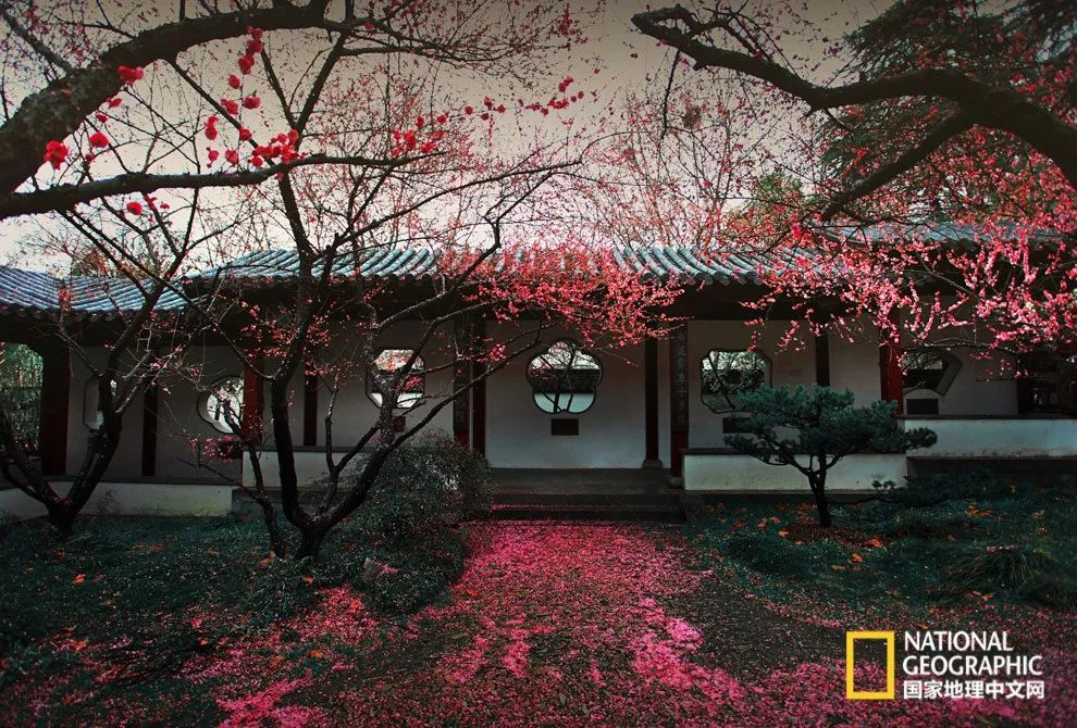 错过需再等一年!来南京看万株梅花海“淡粉宫妆”!