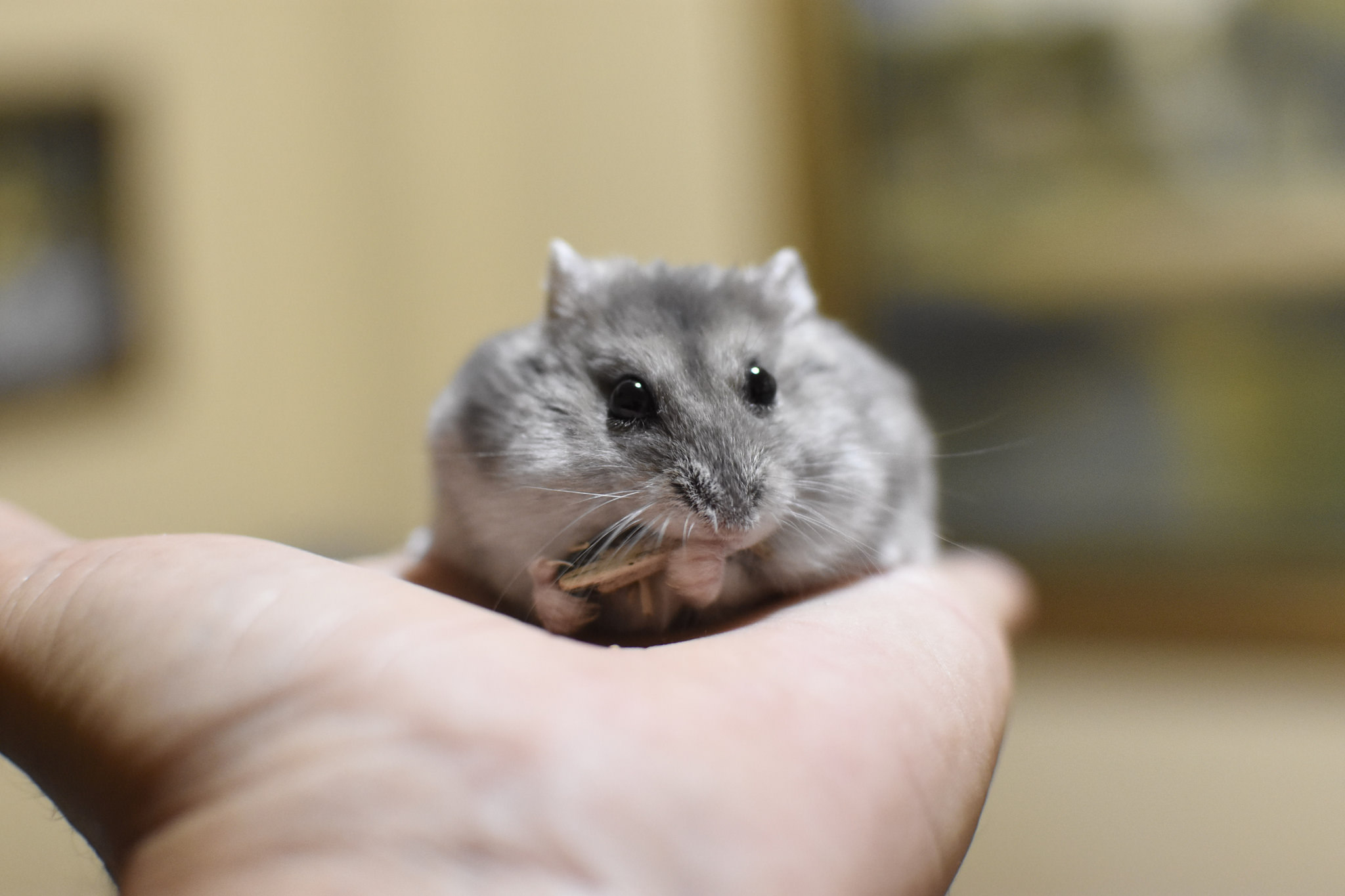 没有磨牙的东西怎么让仓鼠磨牙,有什么可以给仓鼠磨牙的吗