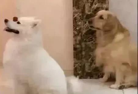 萨摩卖萌,萨摩撒娇卖萌连主人也招架不住