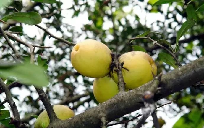 排解深夜的寂寞，只需一点海棠果就能做到