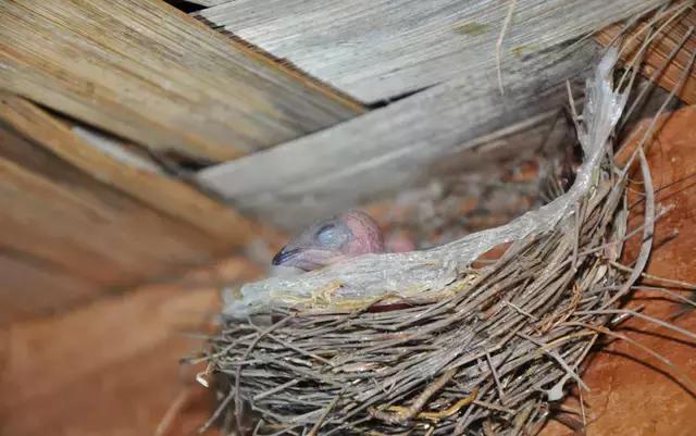 从泰国买的燕窝的食用方法,泰国燕窝用水煮方法