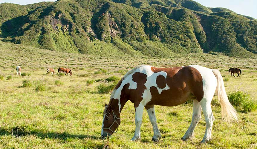旅游熊本,熊本旅游攻略孩子
