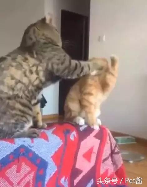 小橘猫总被奶牛猫欺负咋办,小橘猫被猴子欺负