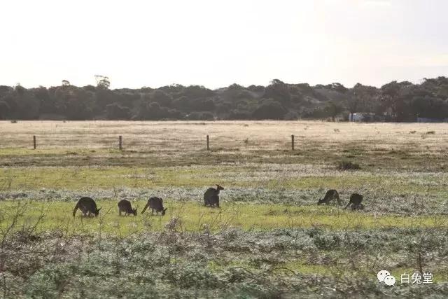 「白兔堂」可能只有不到10%的游客在澳洲玩到了这些!你玩对了吗?