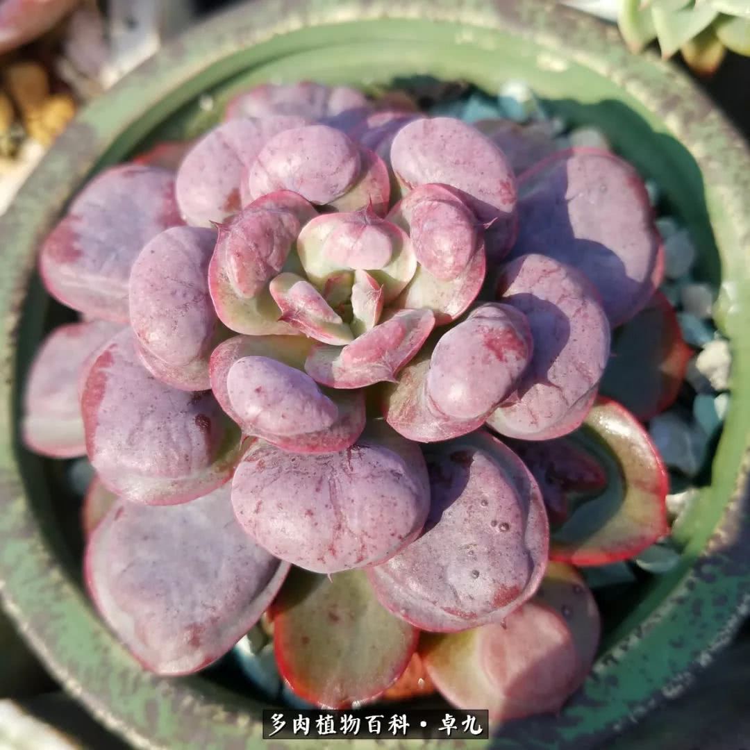 养多肉你遇到的奇葩事,养多肉的男士