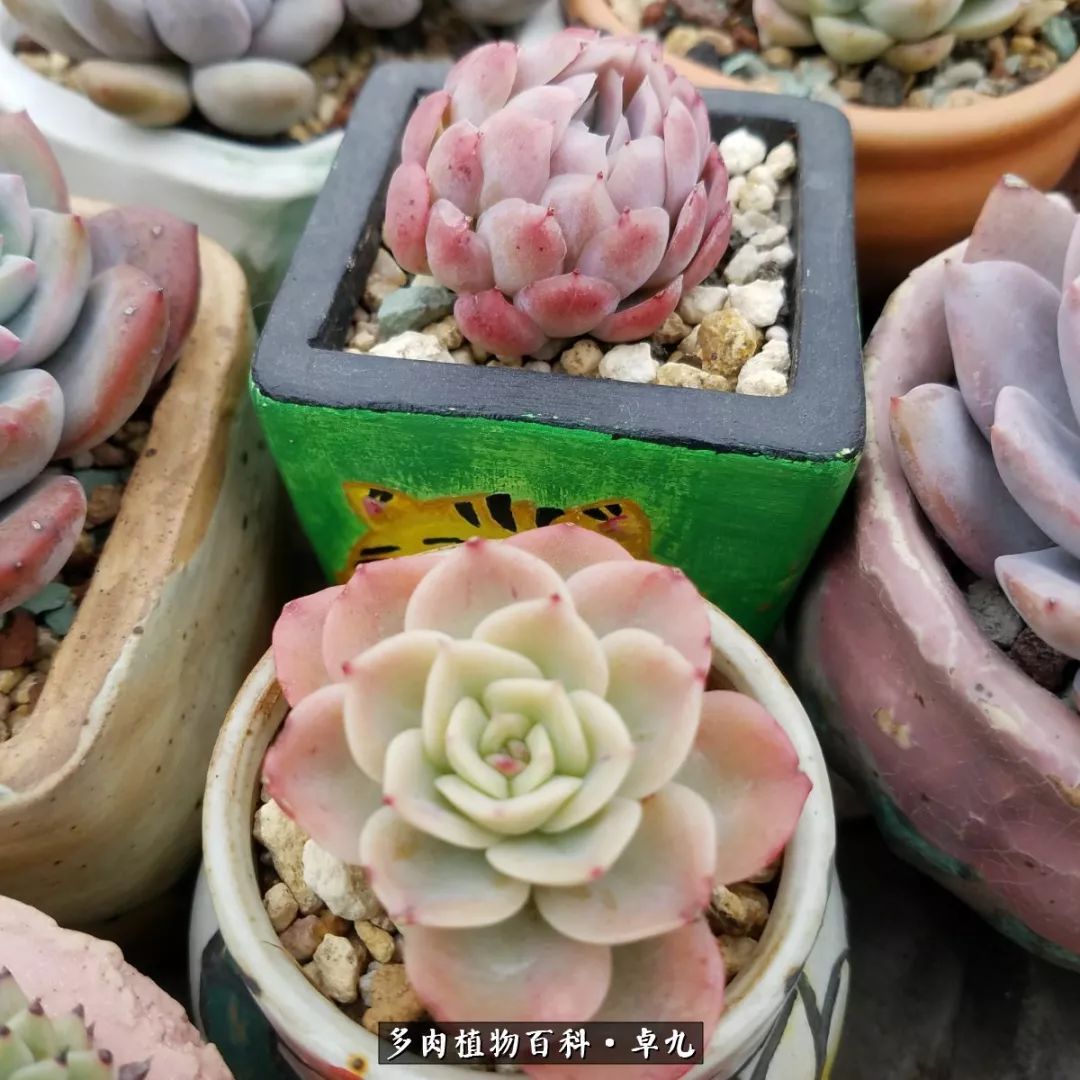 养多肉你遇到的奇葩事,养多肉的男士