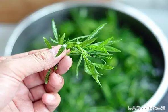 田边路旁的这个野菜,名字挺特别,大家叫它扫帚菜或者地肤