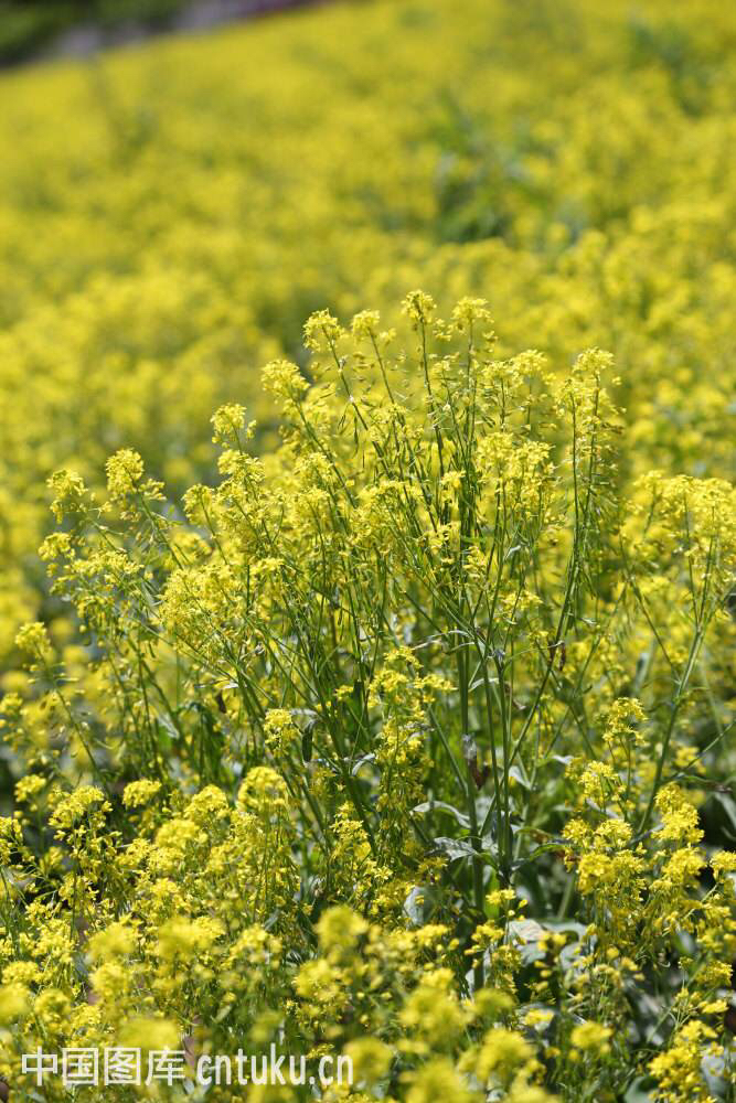中草药板蓝根能治疗什么病,中草药板蓝根图片大全