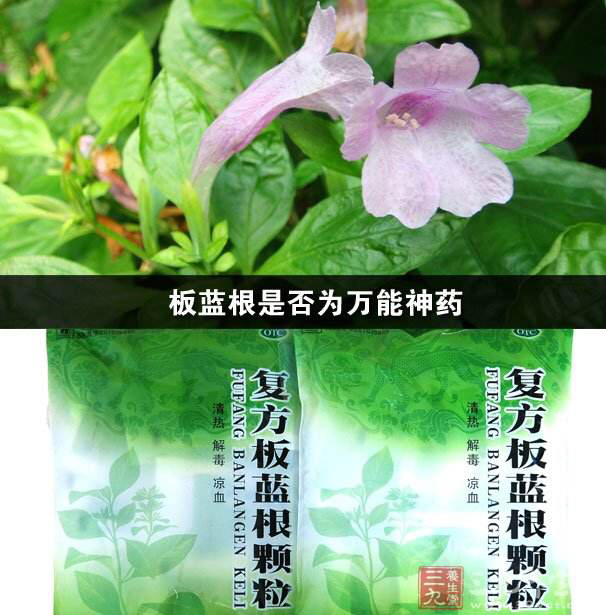中草药板蓝根能治疗什么病,中草药板蓝根图片大全