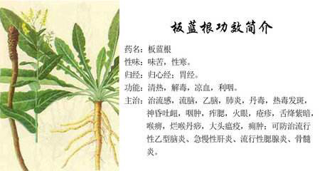 中草药板蓝根能治疗什么病,中草药板蓝根图片大全