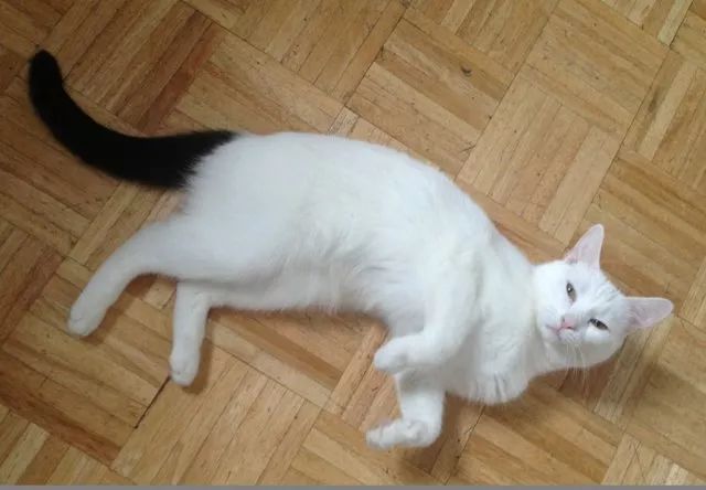 见过长得像足球的黑白猫吗？我狭隘的世界观又崩了……