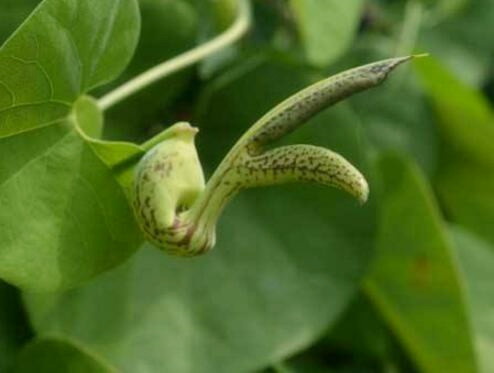 马兜铃多少钱一斤收购,贯叶马兜铃多少钱一斤