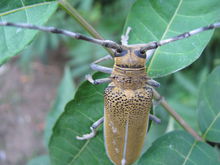天牛是常见的什么害虫,天牛都是害虫么