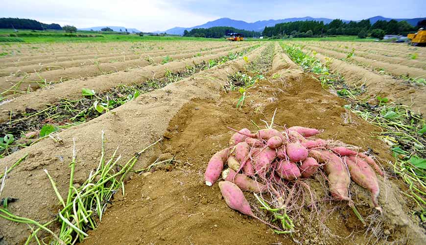 旅游熊本,熊本旅游攻略孩子