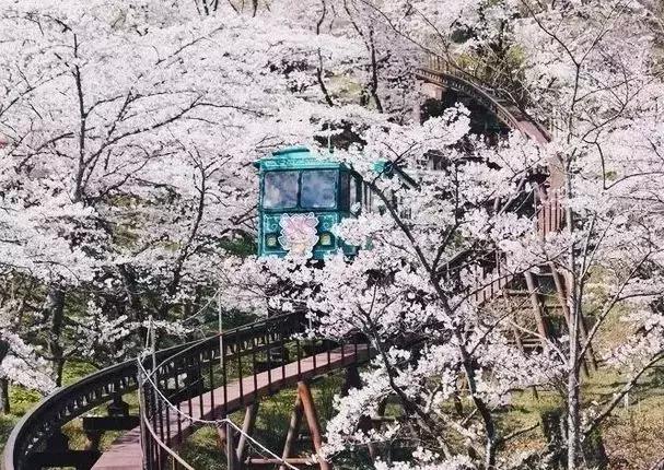 重磅日本签证失效何时恢复,去日本看樱花需要办签证吗