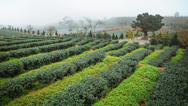 铁观音大师刘金龙,安溪铁观音大师刘金龙个人简介