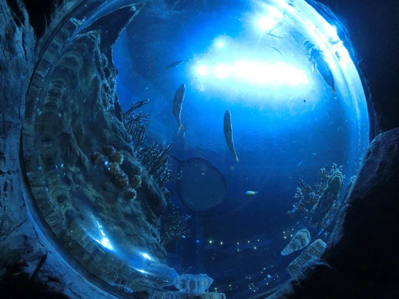 香港旅游攻略自由行,香港嘉里酒店自由行热门攻略