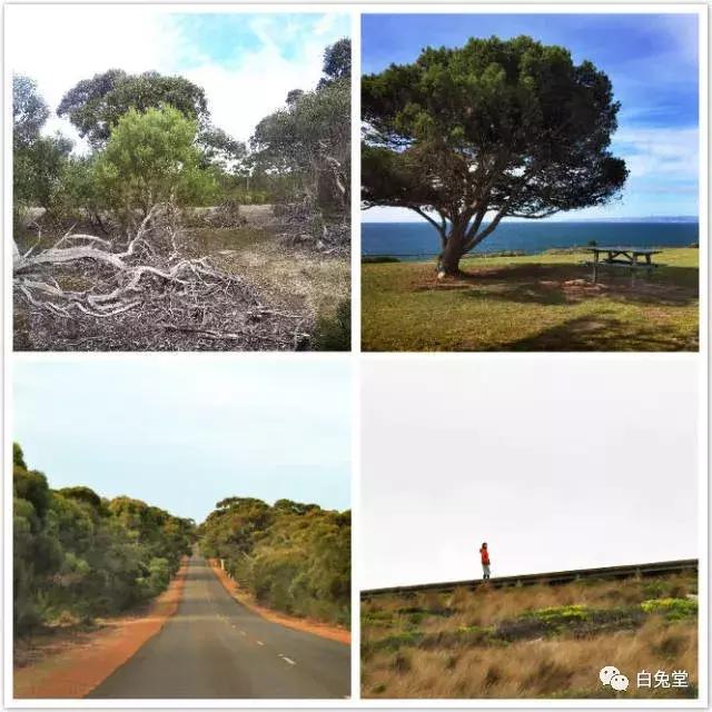 「白兔堂」可能只有不到10%的游客在澳洲玩到了这些!你玩对了吗?