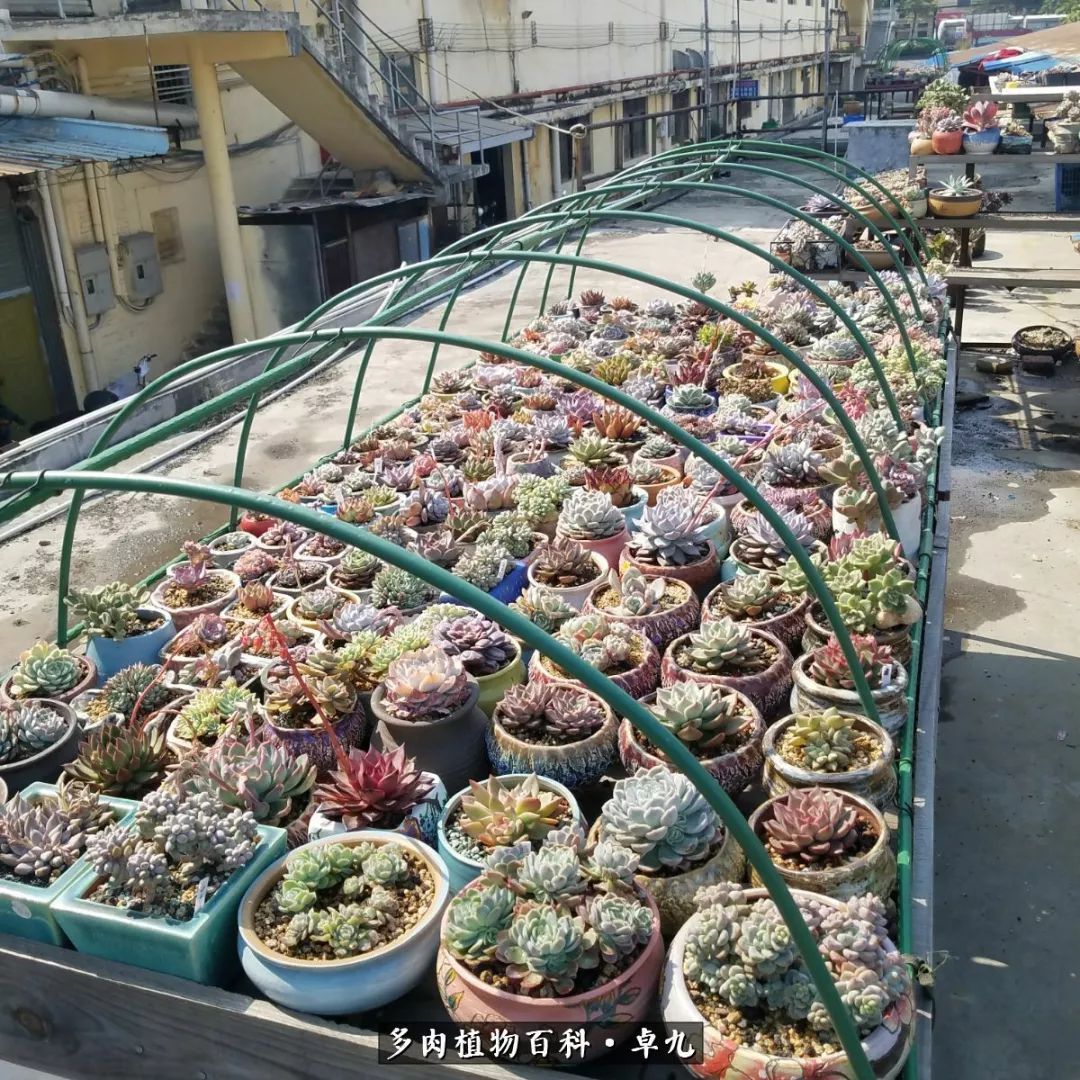 养多肉你遇到的奇葩事,养多肉的男士