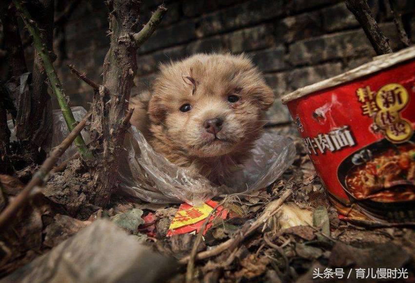 怀孕家人不支持养猫怎么办,怀孕养狗与家人产生分歧