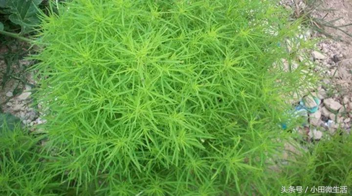 田边路旁的这个野菜,名字挺特别,大家叫它扫帚菜或者地肤