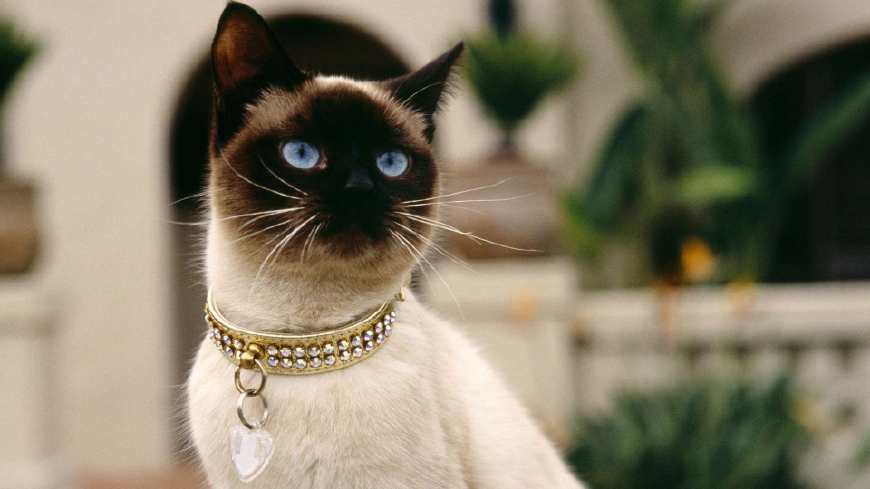 上班族猫咪每日怎么喂猫粮,饲养猫咪的注意事项