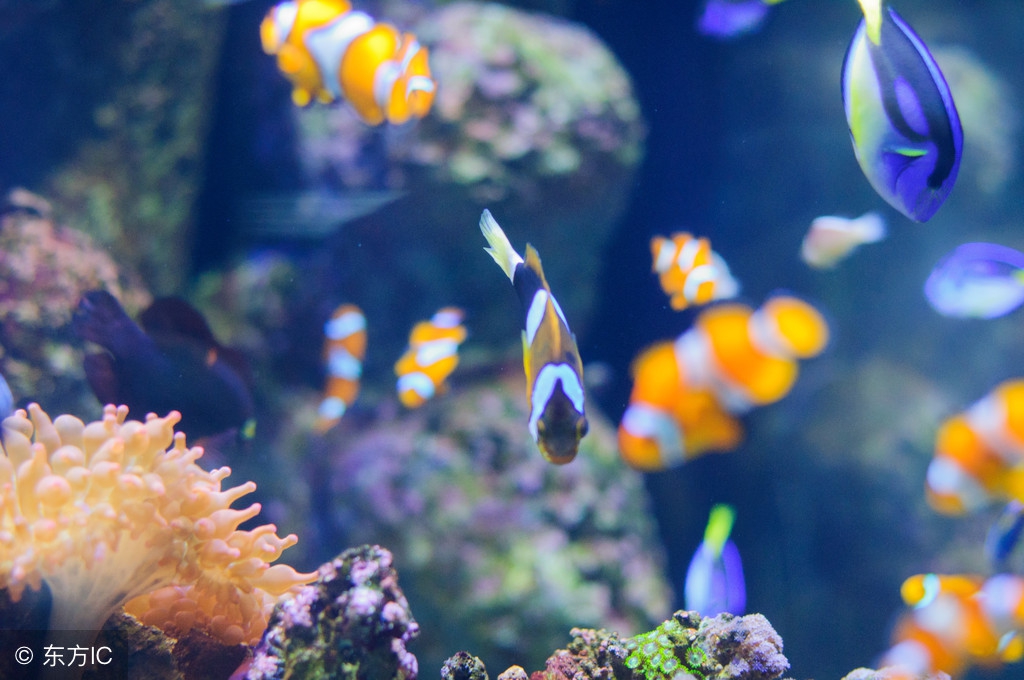 1.2米鱼缸水总是混,鱼缸水突然变浑怎么回事